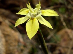 Moraea gawleri pointed tepals